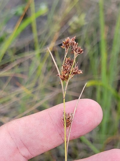 Rhynchospora microcarpa, photographed by Jay Horn