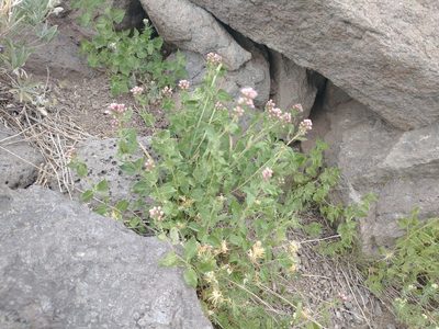 Ageratina occidentalis, photographed by Drew Meyer