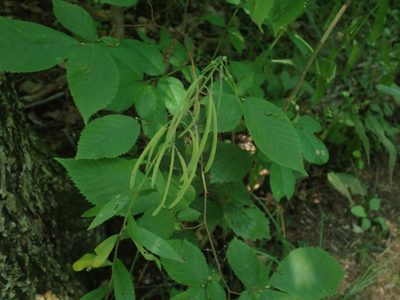 Borodinia canadensis, photographed by Lynn Harper