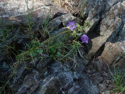 Campanula intercedens, photographed by Lynn Harper