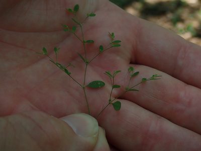 Paronychia canadensis, photographed by Lynn Harper