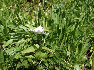 Erythronium montanum, photographed by John Brew
