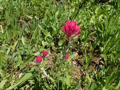 Castilleja parviflora, photographed by John Brew