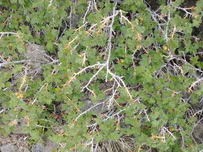 Ribes montigenum, photographed by Drew Meyer