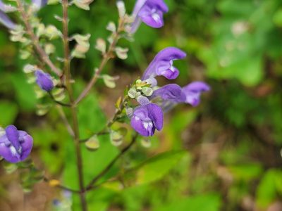 Scutellaria incana, photographed by Elias