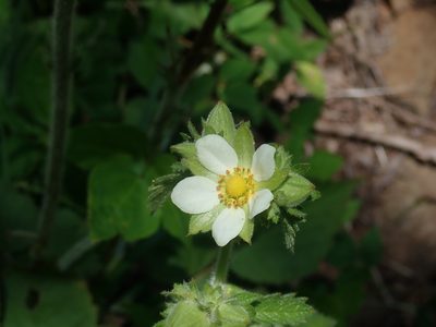Drymocallis arguta, photographed by Lynn Harper