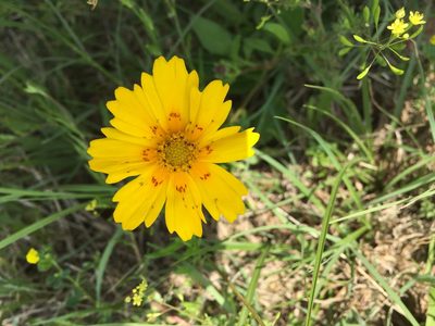 Coreopsis nuecensis, photographed by Robert Creech