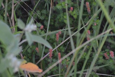 Acalypha radians, photographed by Wes Copas