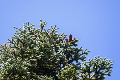 Abies procera, photographed by Melissa McMasters