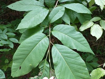 Magnolia acuminata, photographed by Harold Smith