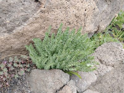 Kirkpatrickia breweri, photographed by Drew Meyer