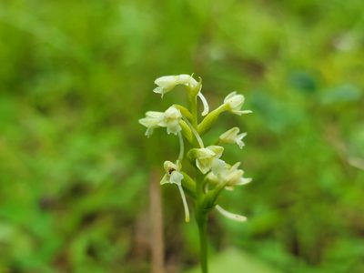 Platanthera clavellata, photographed by Elias