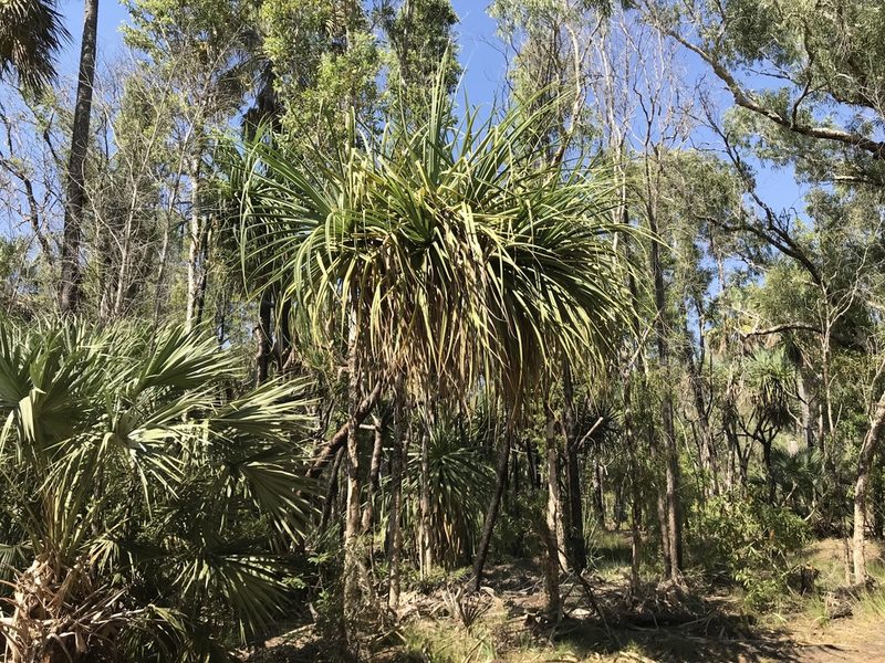 Pandanus spiralis, photographed by Miguel de Salas