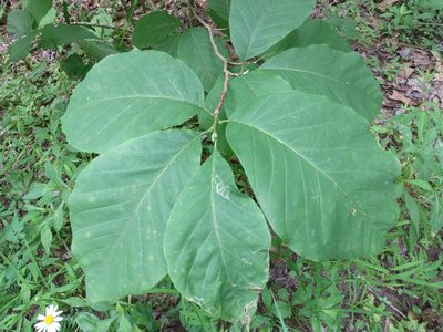 Magnolia acuminata, photographed by Harold Smith