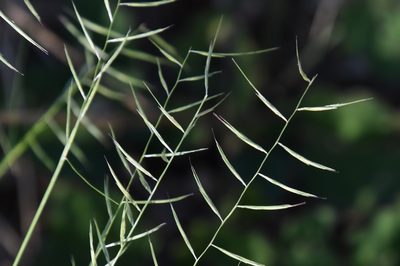 Bouteloua aristidoides, photographed by Mike Ostrowski