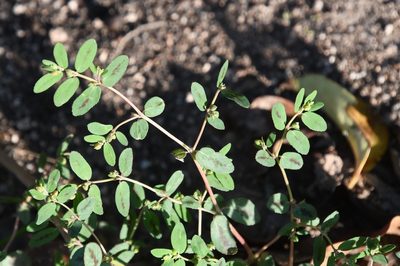 Euphorbia abramsiana, photographed by Mike Ostrowski