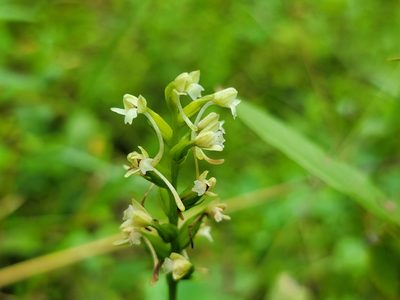 Platanthera clavellata, photographed by Elias