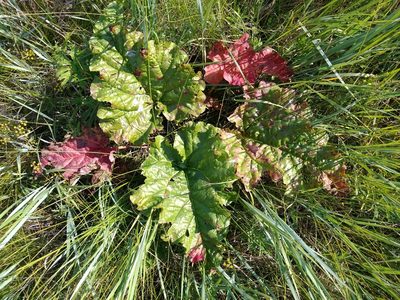 Rheum rhabarbarum, photographed by Egor Dyukarev