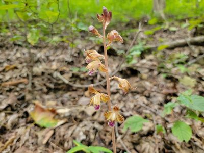 Bletia spicata, photographed by Elias