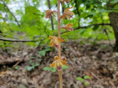 Bletia spicata, photographed by Elias