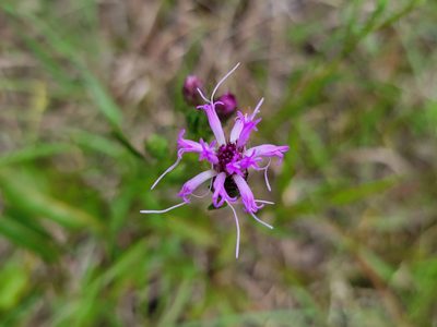 Liatris cylindracea, photographed by Elias