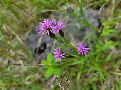 Liatris cylindracea, photographed by Elias