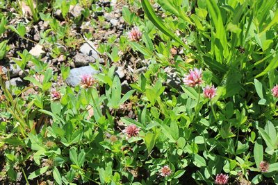 Trifolium longipes, photographed by Paul McClellan