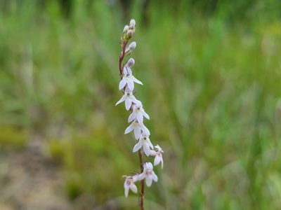 Lobelia spicata, photographed by Elias