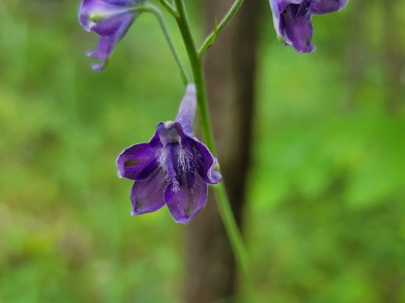 Delphinium exaltatum, photographed by Elias