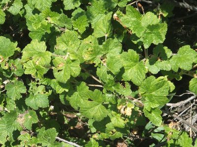 Ribes viscosissimum, photographed by dougbrown