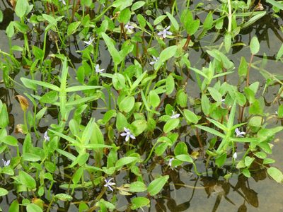 Heteranthera limosa, photographed by Francisco Farriols Sarabia