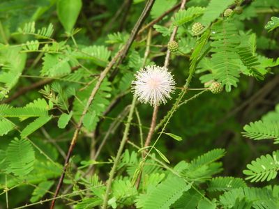 Mimosa quadrivalvis, photographed by Francisco Farriols Sarabia