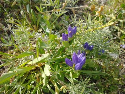 Gentiana affinis, photographed by Drew Meyer