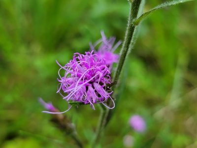 Liatris squarrosa, photographed by Elias
