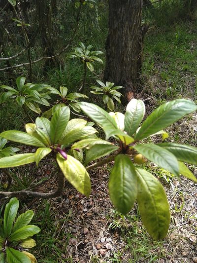 Clermontia parviflora, photographed by Nadya Kandel