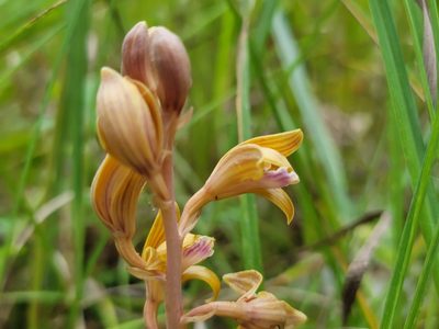 Bletia spicata, photographed by Elias