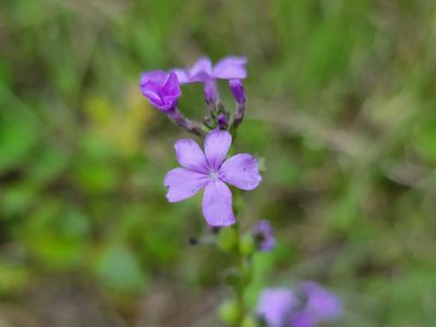 Buchnera americana, photographed by Elias
