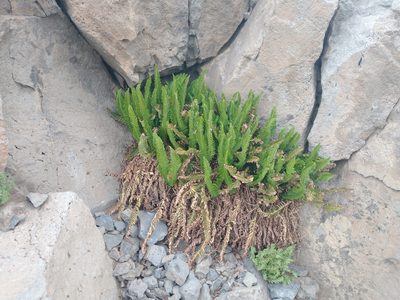 Polystichum scopulinum, photographed by Drew Meyer