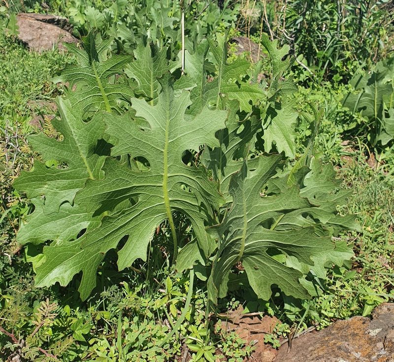 Psacalium sinuatum, photographed by Luis Gonzalo Mata Hernandez
