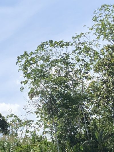 Cecropia membranacea, photographed by Jared Shorma