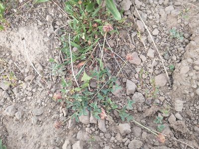 Trifolium longipes, photographed by Drew Meyer