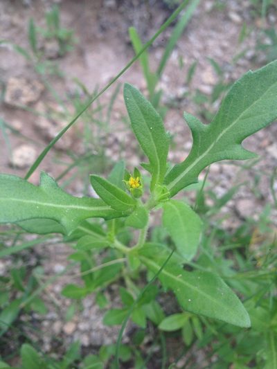 Melampodium strigosum, photographed by Oscar C. González Martínez