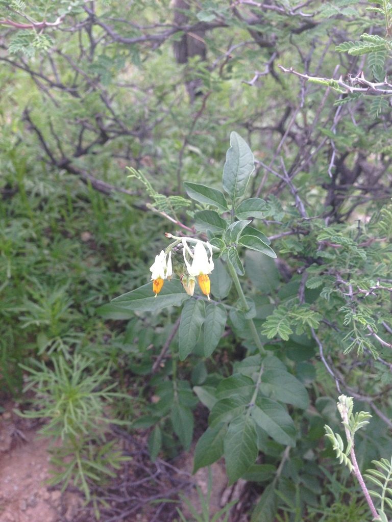 Solanum stenophyllidium, photographed by Oscar C. González Martínez