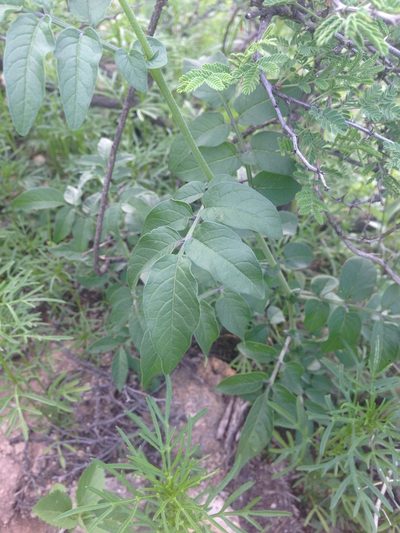 Solanum stenophyllidium, photographed by Oscar C. González Martínez