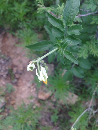 Solanum stenophyllidium, photographed by Oscar C. González Martínez