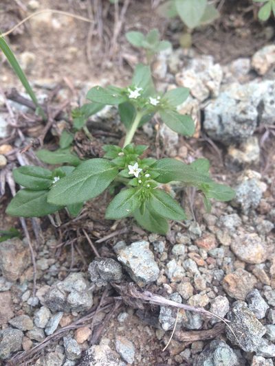 Euploca fruticosa, photographed by Oscar C. González Martínez