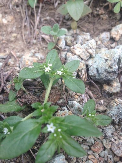 Euploca fruticosa, photographed by Oscar C. González Martínez