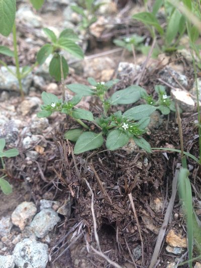 Euploca fruticosa, photographed by Oscar C. González Martínez