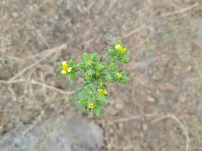 Madia glomerata, photographed by Drew Meyer