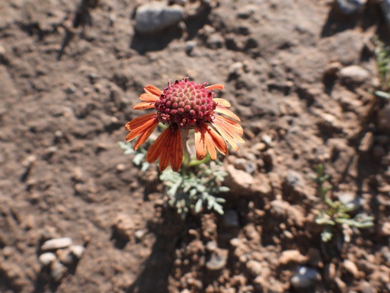 Gaillardia comosa, photographed by Leticia Jiménez Hernández